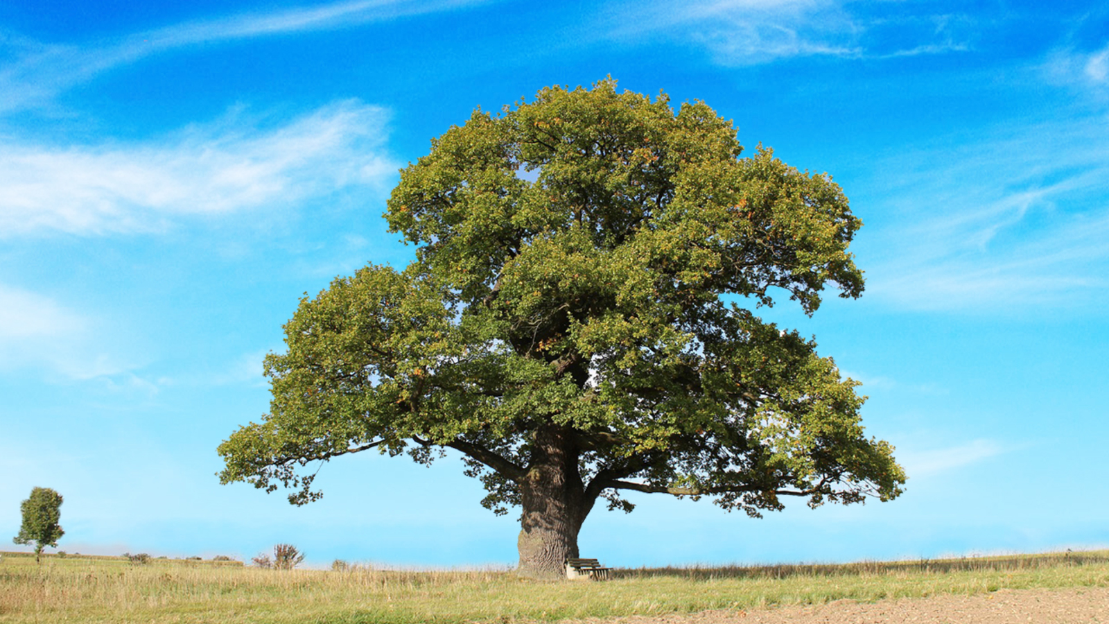 Average To Amazing   Oak Tree
